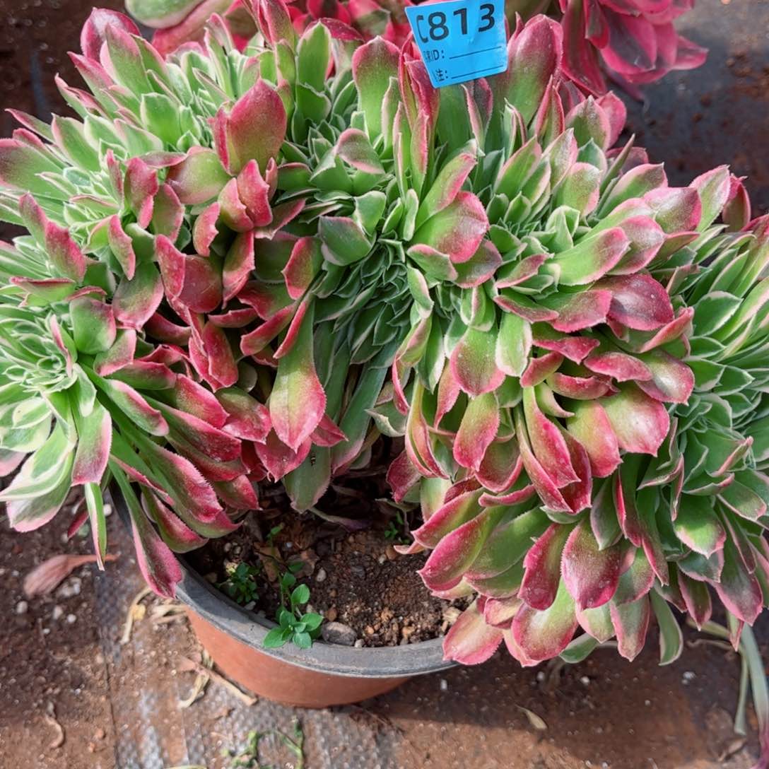 多肉植物813白凤