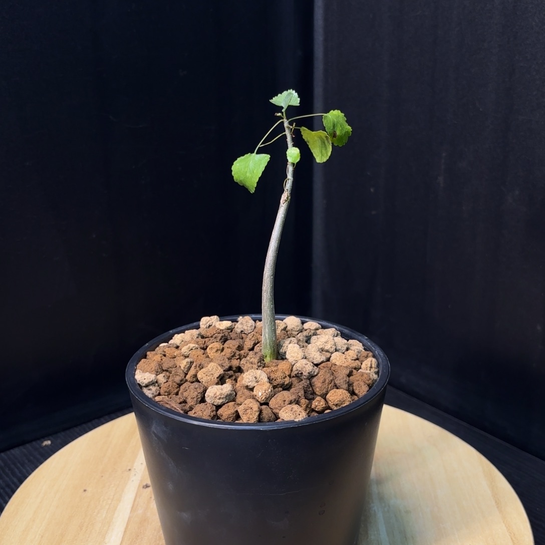 纳马没药十二骑士