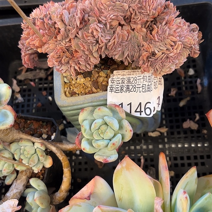 幸运的是你还没遇到幸运