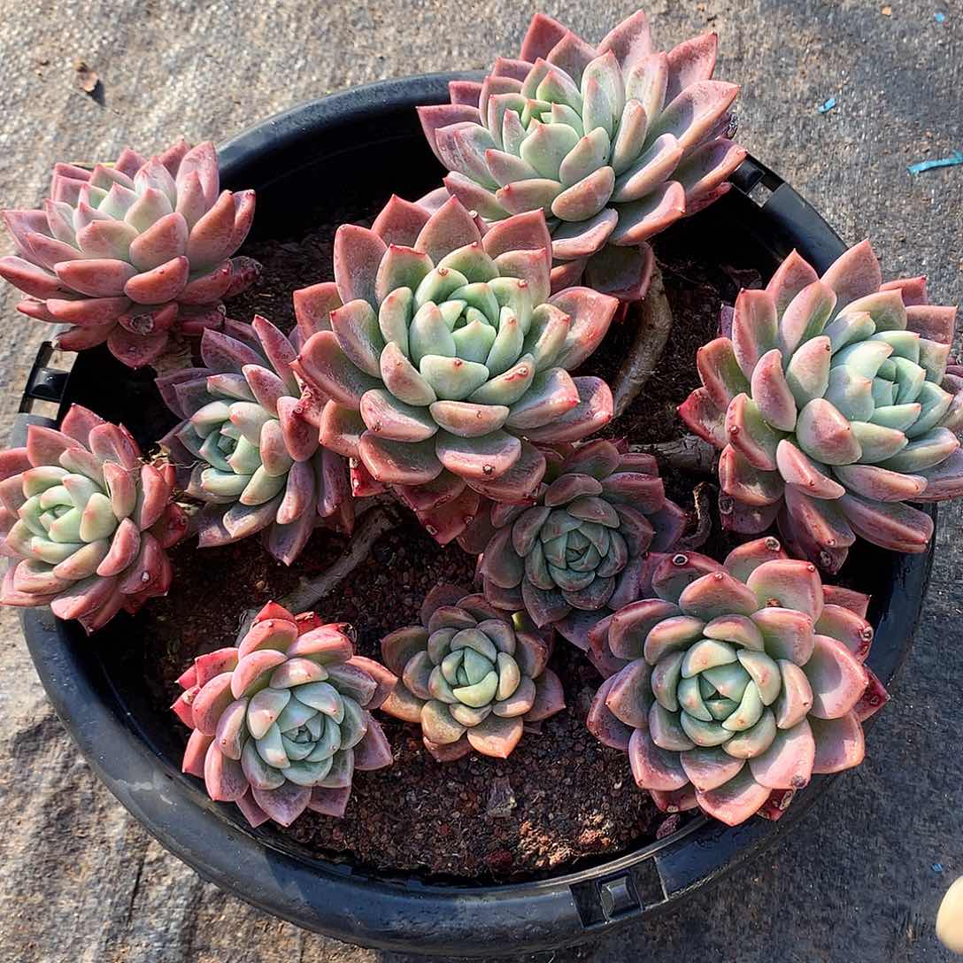 粉冰玉多肉一物一拍