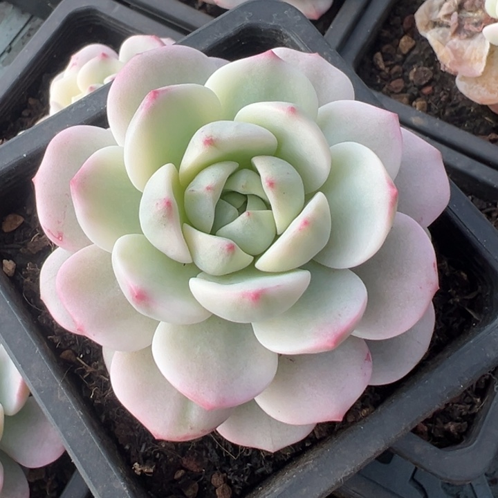 香草锦5一物一拍锦龙