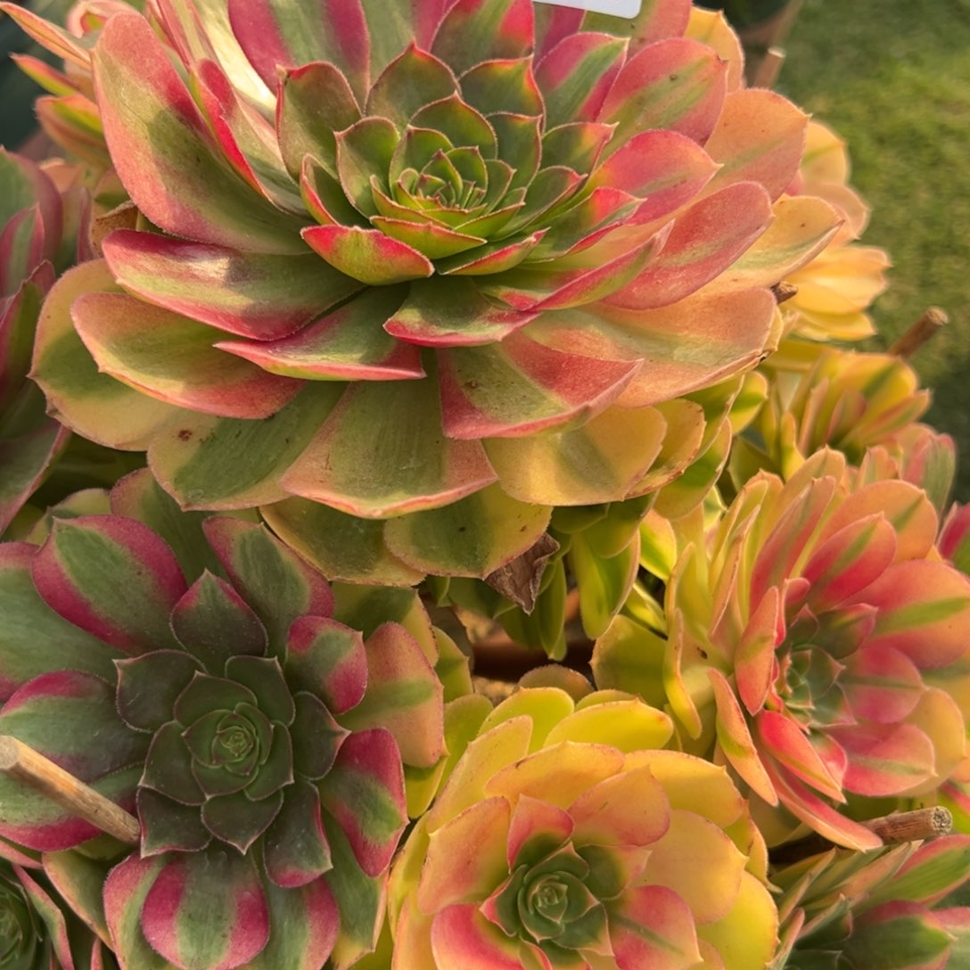 419，雨合多肉植物法师