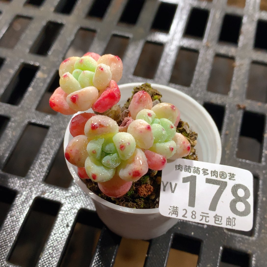 肉萌萌拇指盆精控多肉YV178