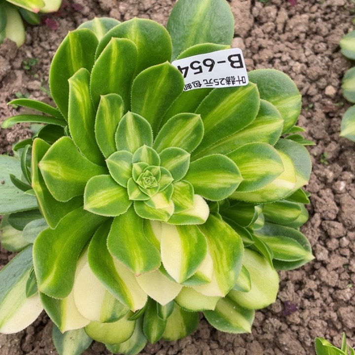 654琉璃多肉1，a12345678