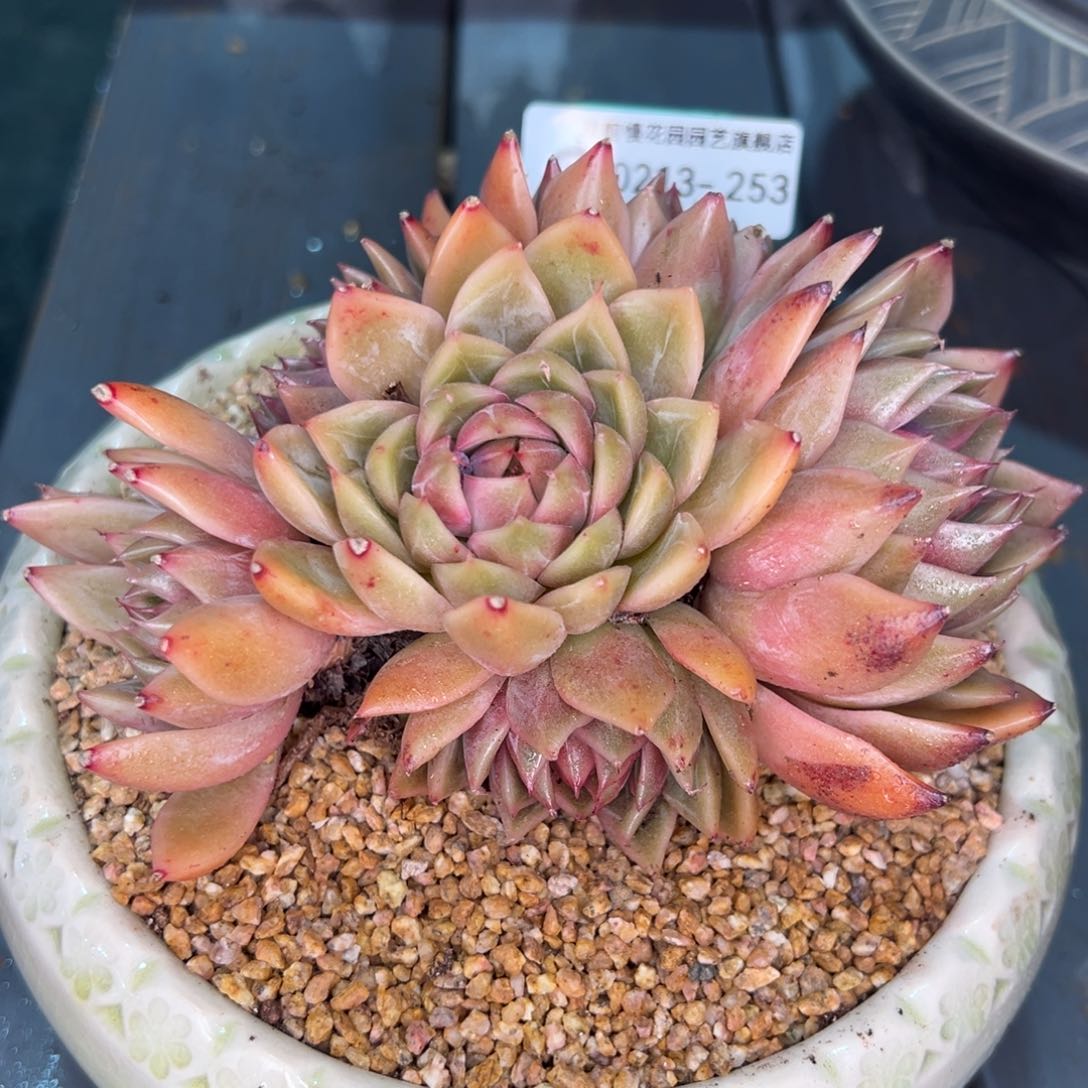 从前慢多肉精选编号0213.253