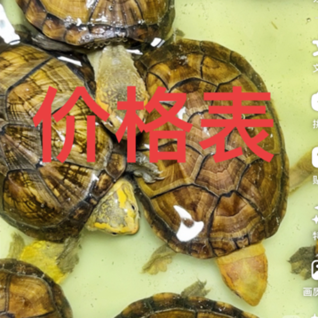 宠物龟批发  宠物龟批发 2号链接下单