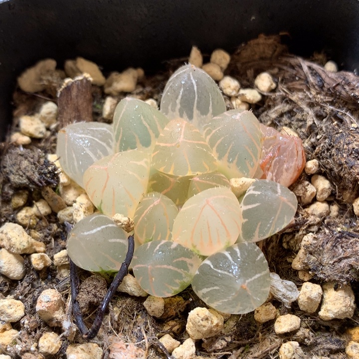 糊斑oh玉露锦带盆土发货