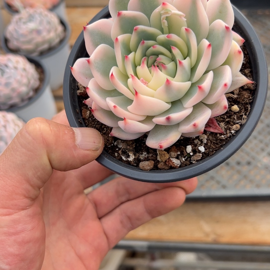 光**张淘多肉吉娃娃锦一个