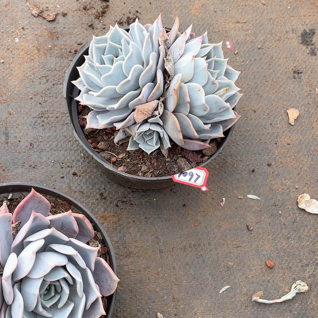 1097露西娜一物一拍多肉