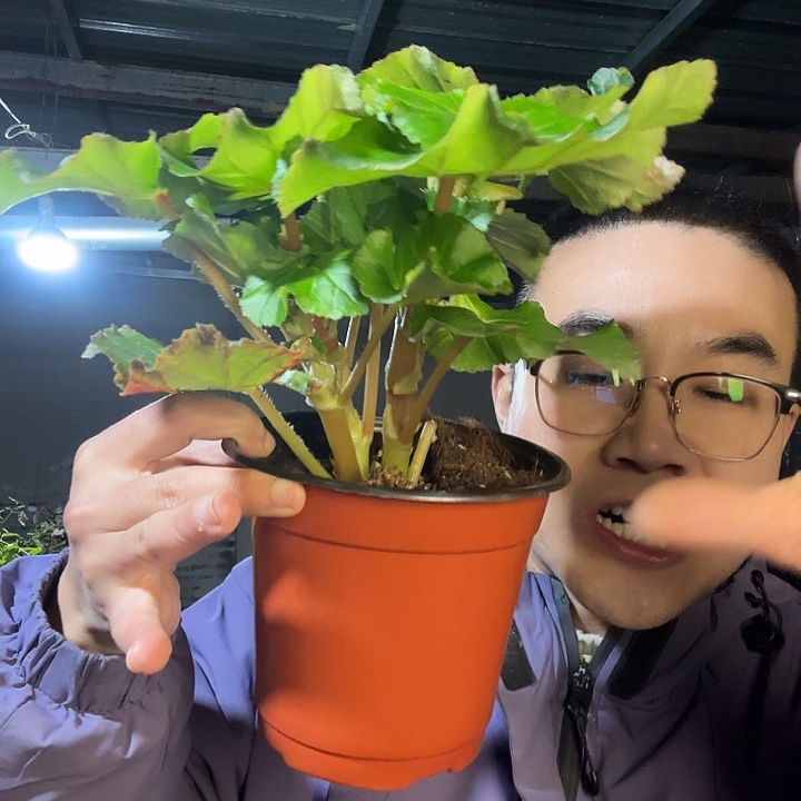 冬***莲完全开放橙色包邮