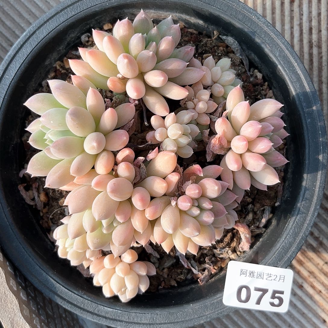 阿雅园艺。    075