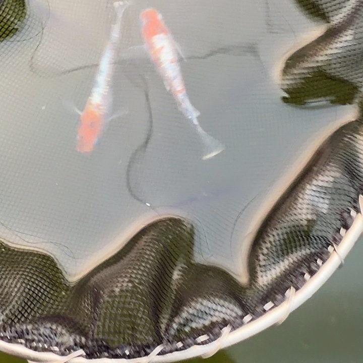 青鳉鱼编号 26 种级 04 一对