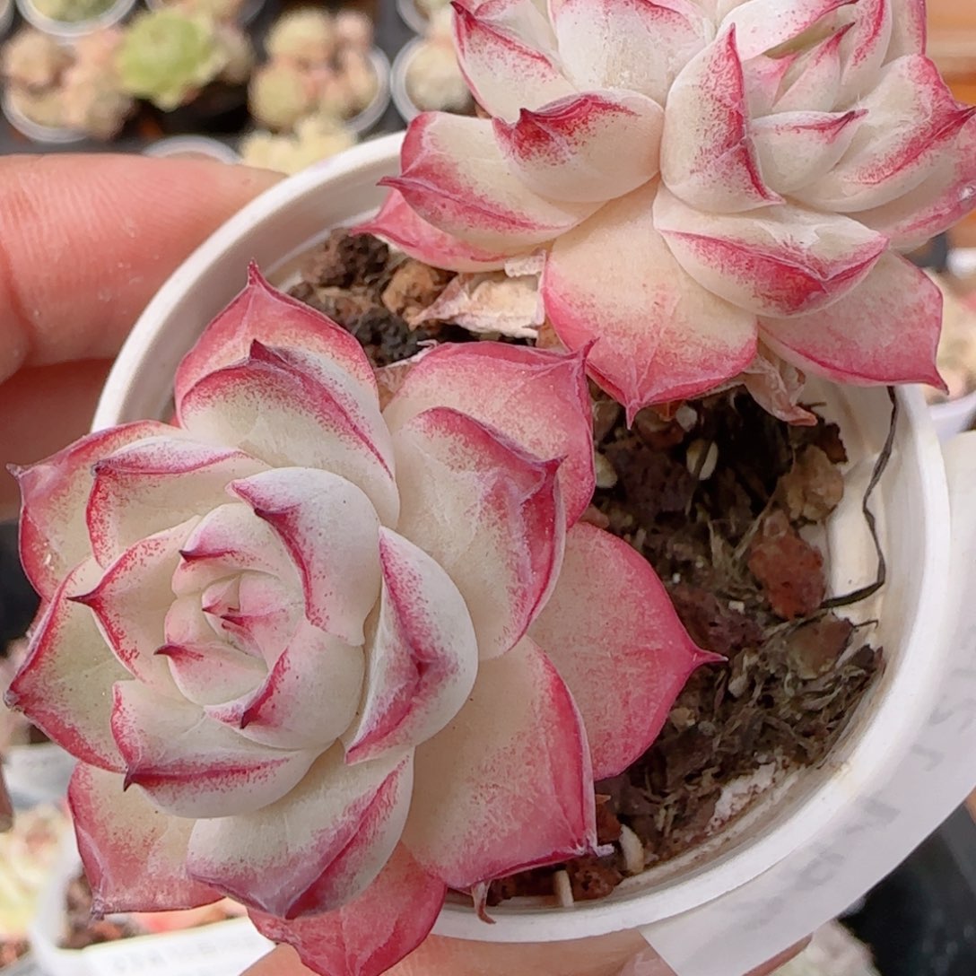 花语多肉1228-284散女王