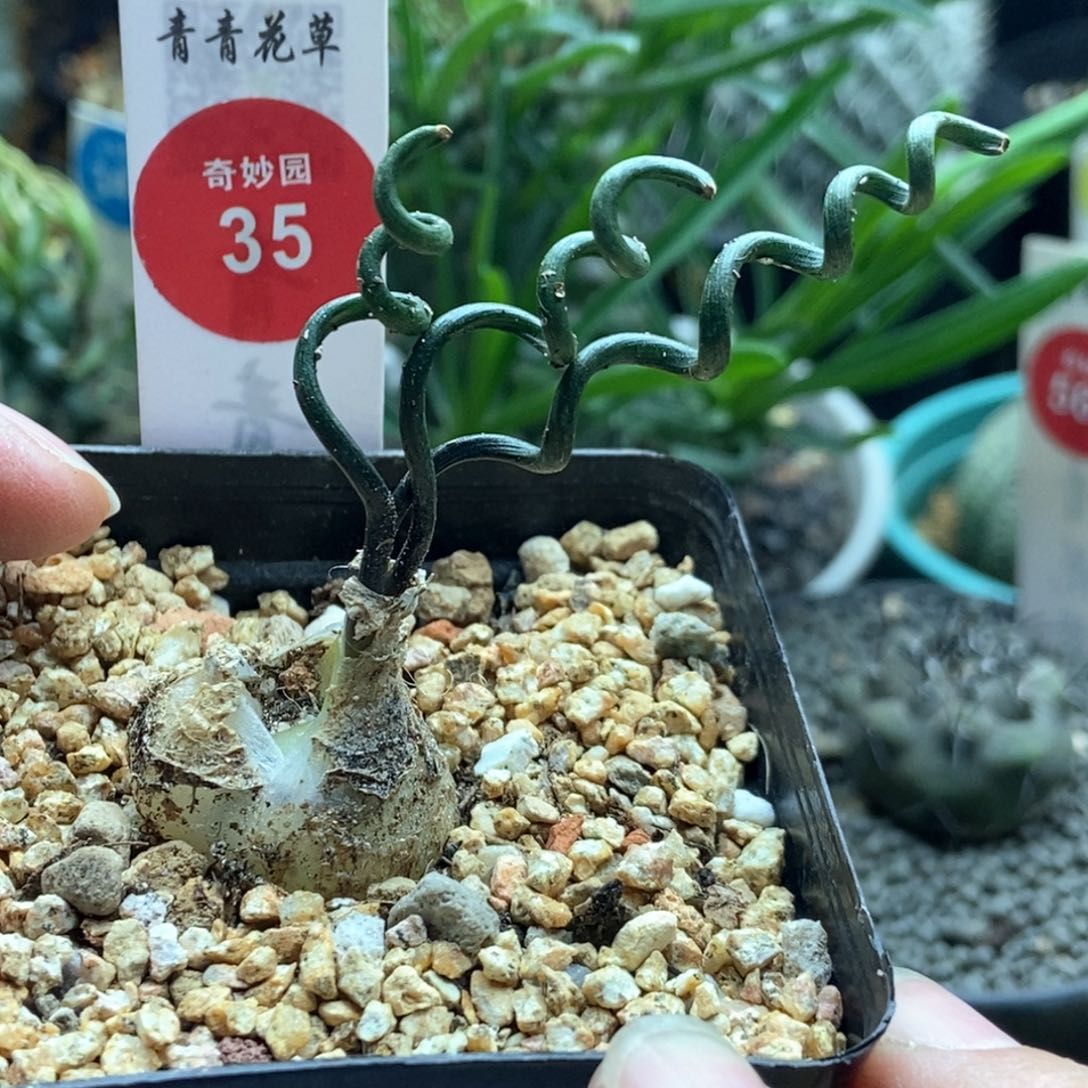 钢丝弹簧草一颗2.4cm