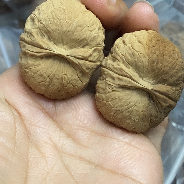 木质类云南铁核桃基地2