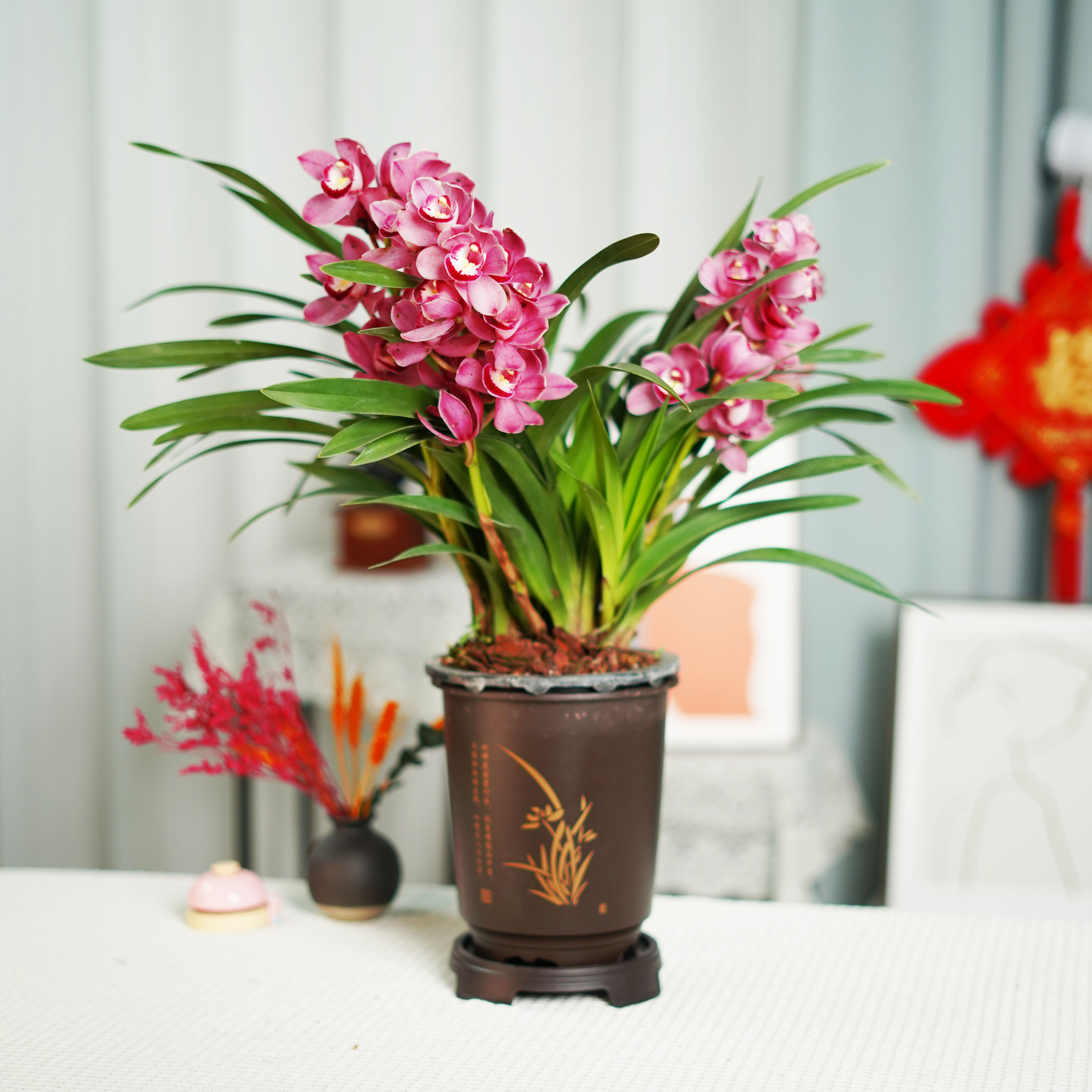 红宝石兰花3-5支花剑基地直发带国风方盆发货