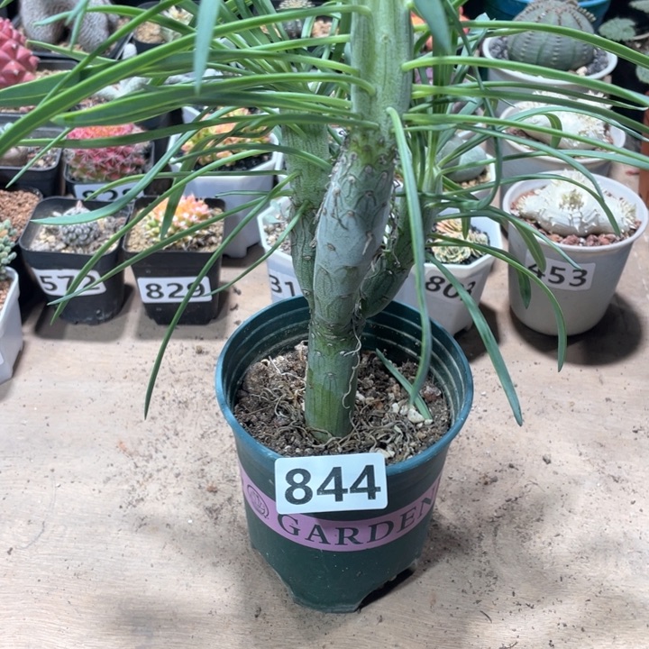 844南非天龙龙血树