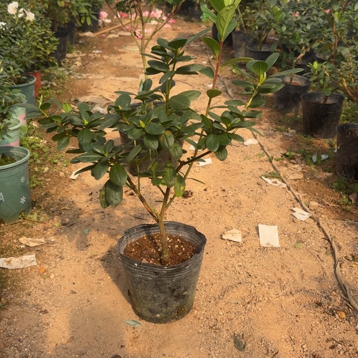 完全开放菲碧珠砂