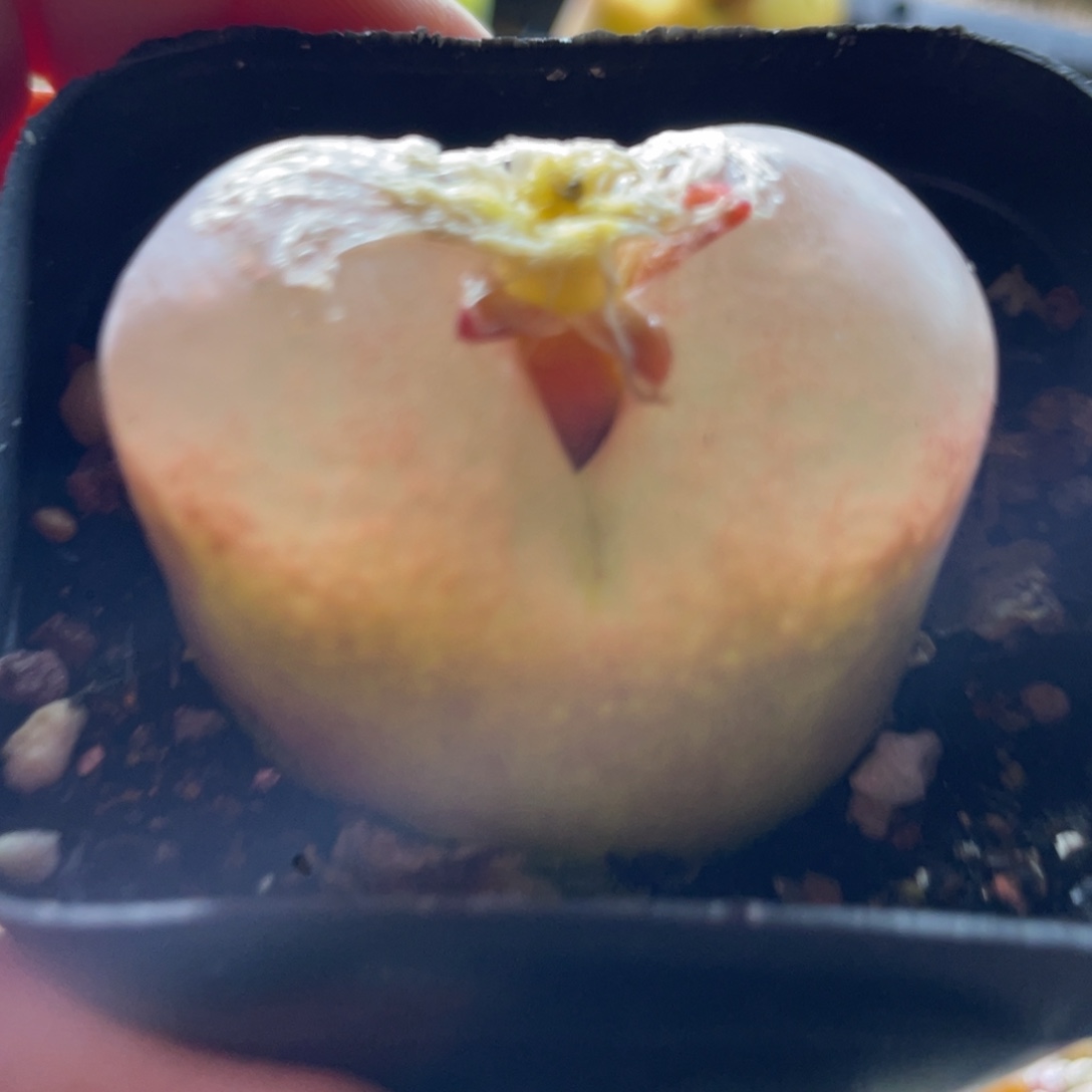 胖****4.1脱土专拍晾好发货