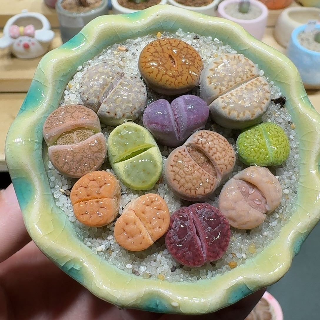 红陶蘑菇691彩拼