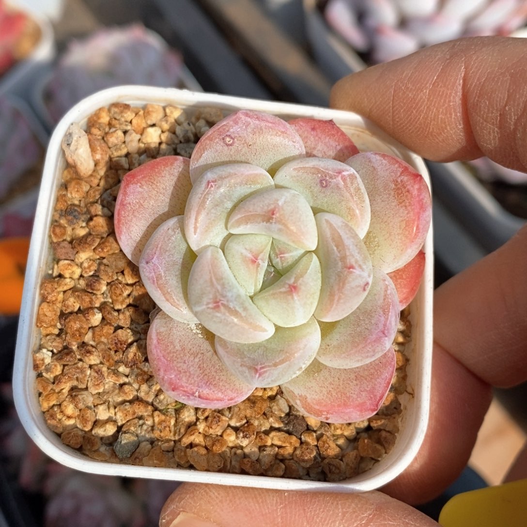 精品多肉一物一拍不包整77