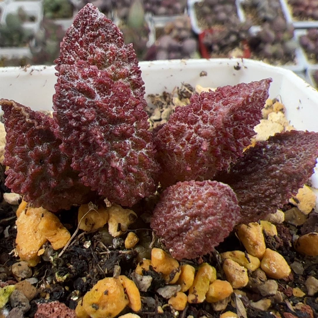 实生新品多头纯木质桩多肉