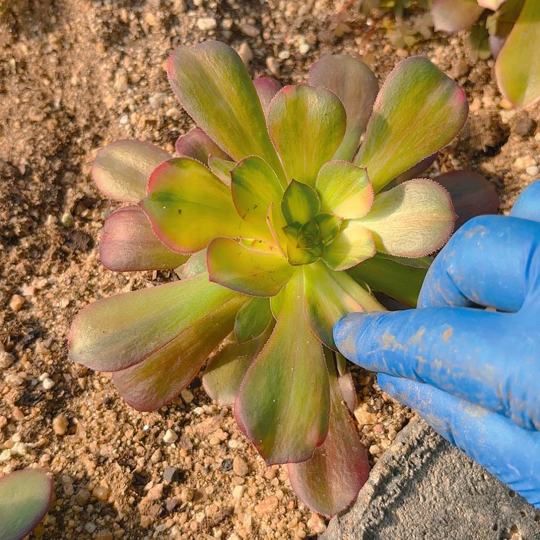 韶秀七彩多肉植物手捧