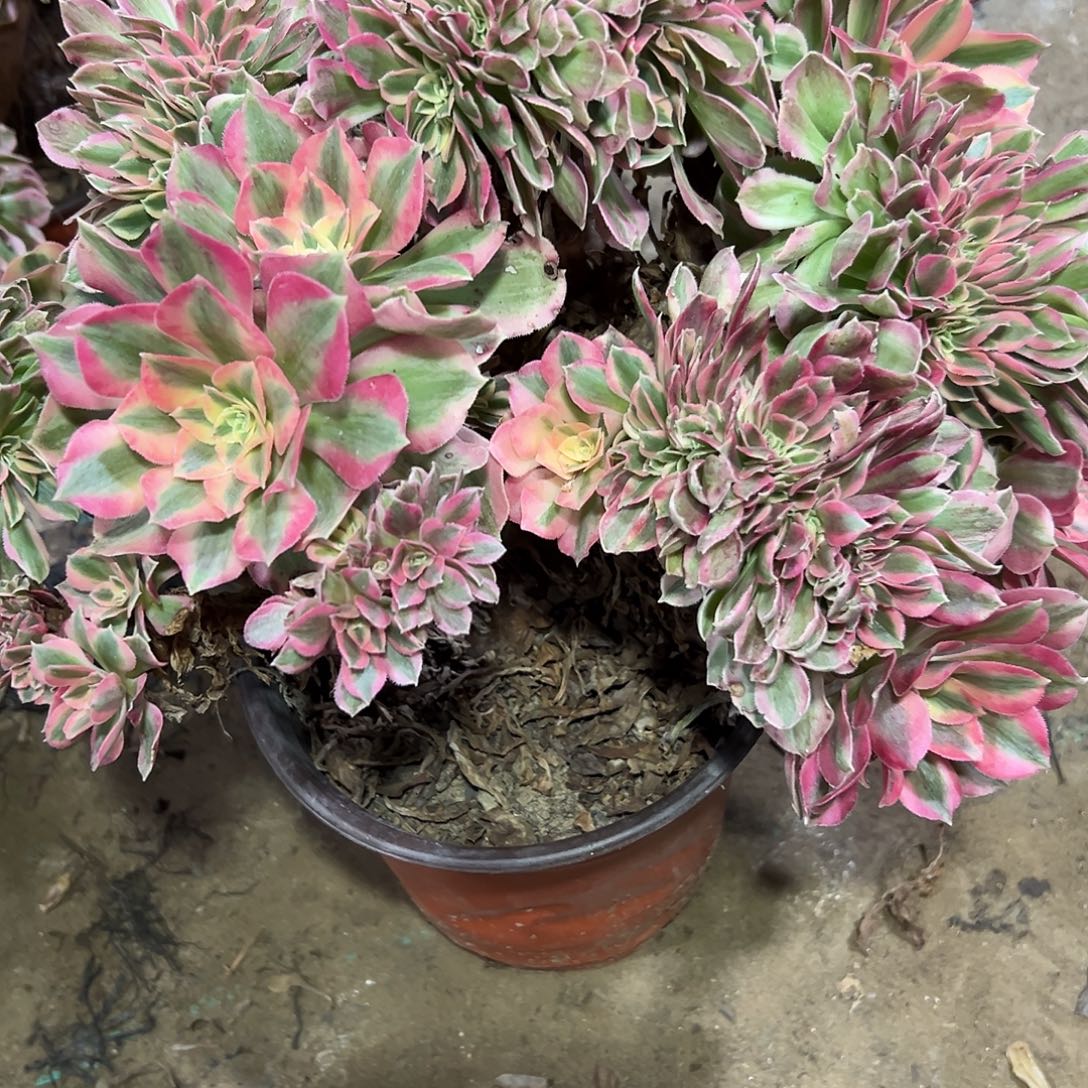 多357肉植物粉女巫缀花