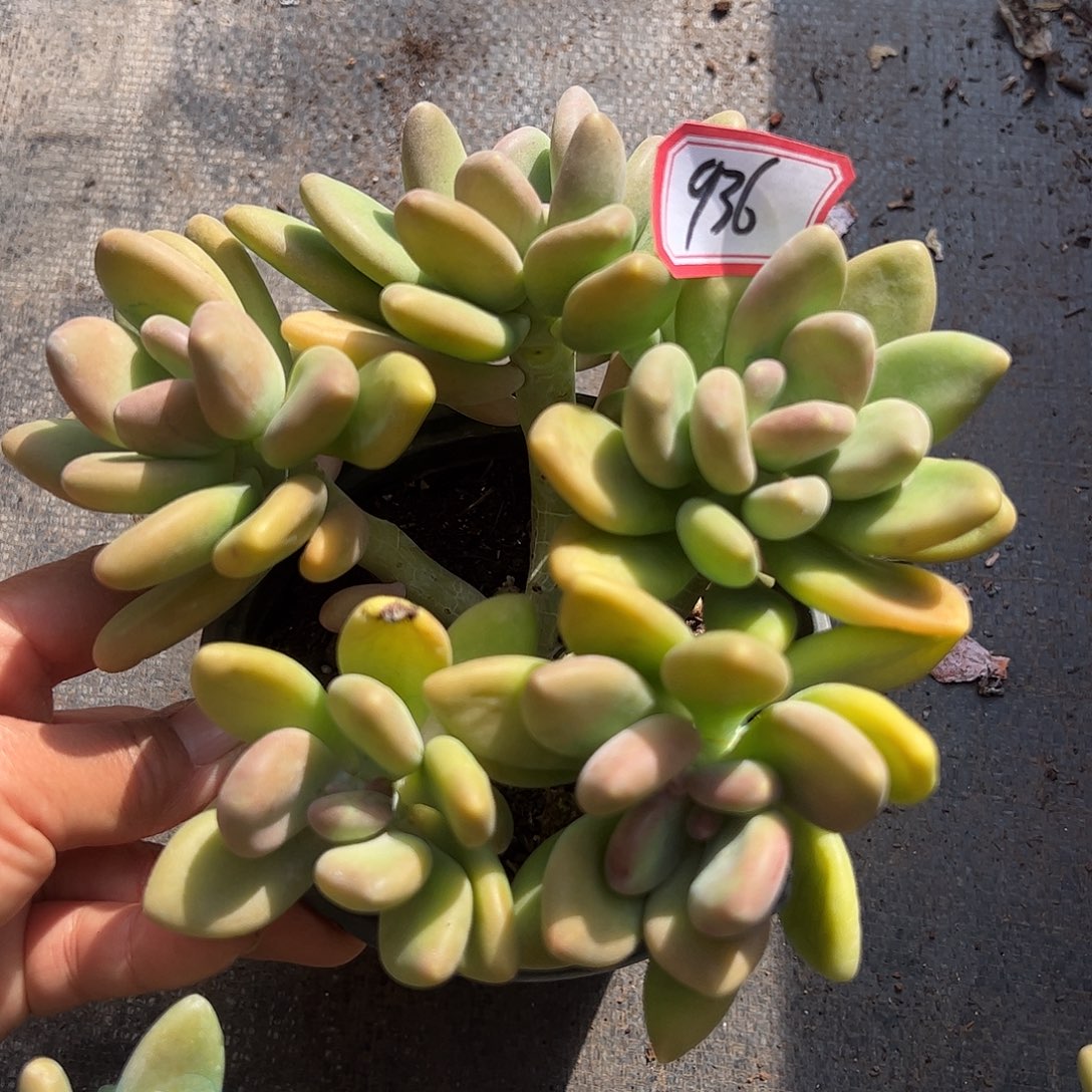 936号芒果奶，一物一拍