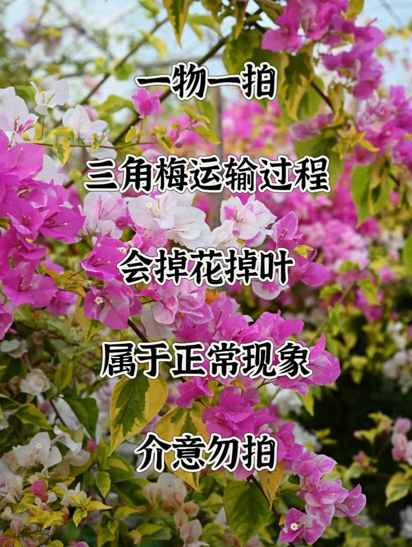 三角梅一物一拍专属链接58.8