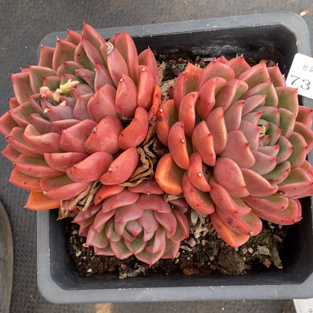  7378有叶伤瑕疵不售后