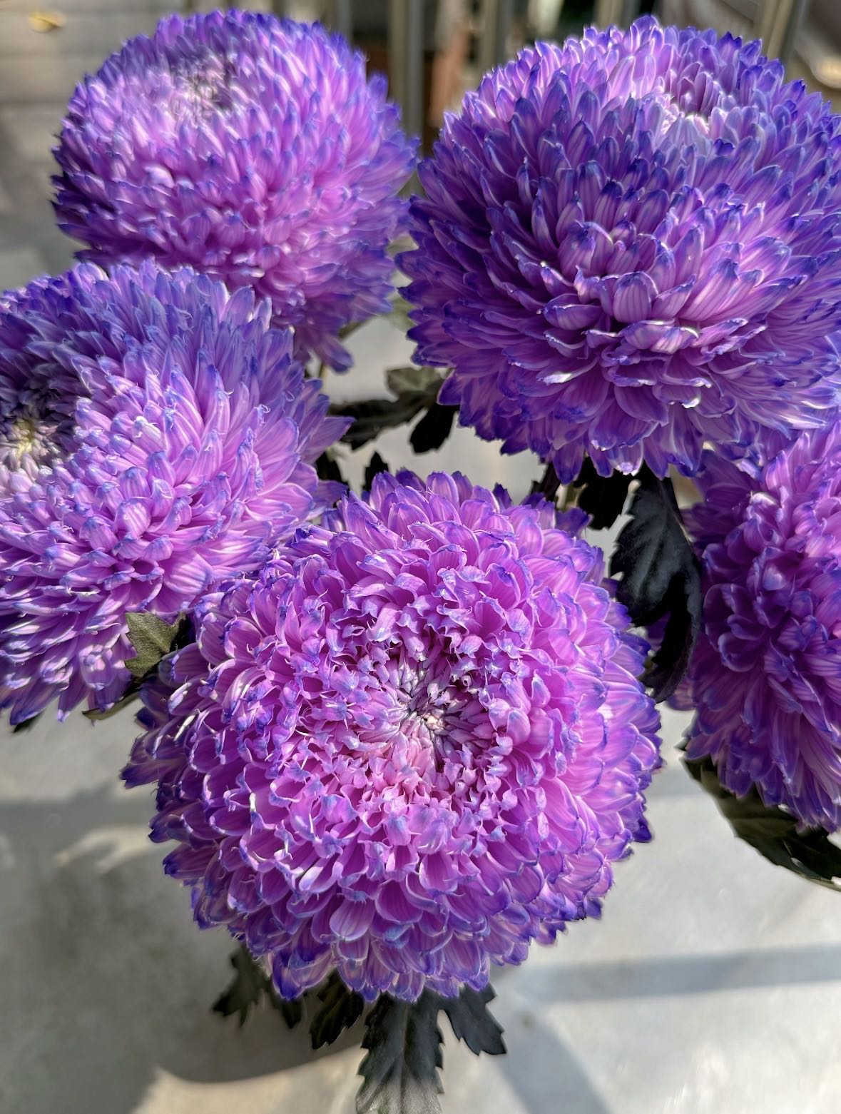 紫色牡丹菊5支  基地直发