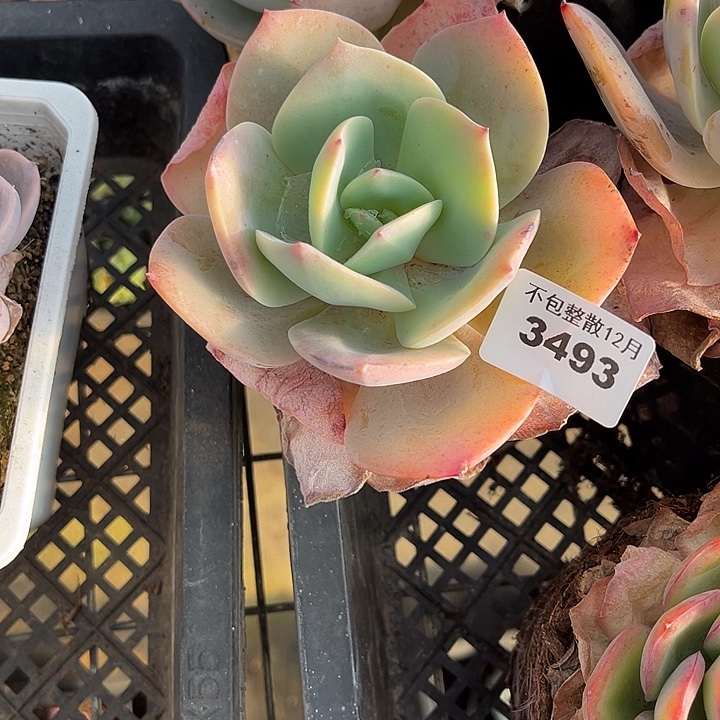 阿雅园艺。        3493白凤