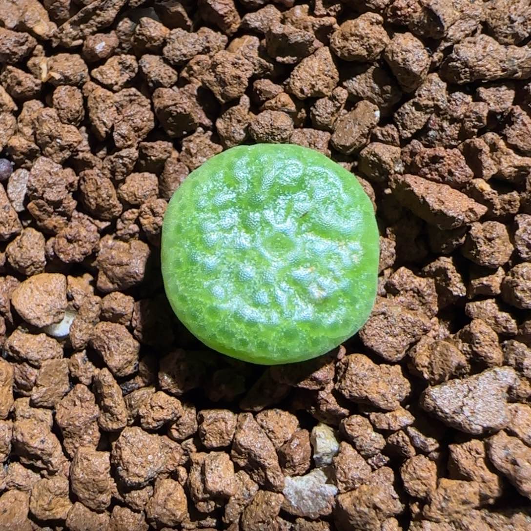 肉锥多肉植物组合-青团83