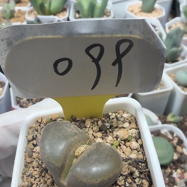 ＊***泡099密密麻麻密密麻麻妈妈们