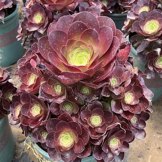 多肉植物法师魅金8