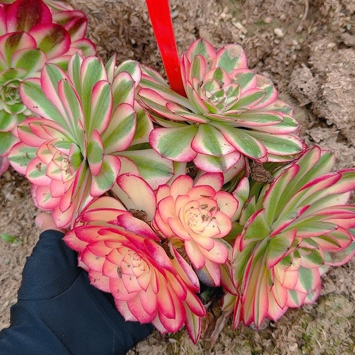 5-19倾城多肉法师