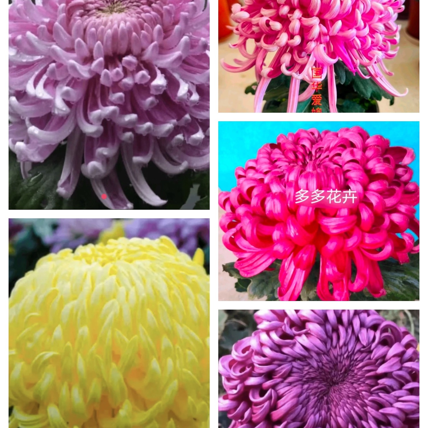 菊花母本（一物一拍），断枝掉花苞，不包，……