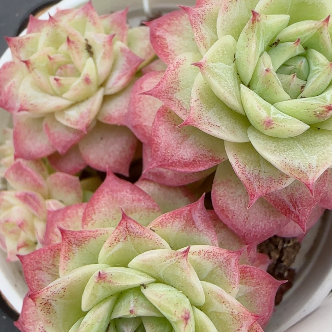 花语逸镜0207-559