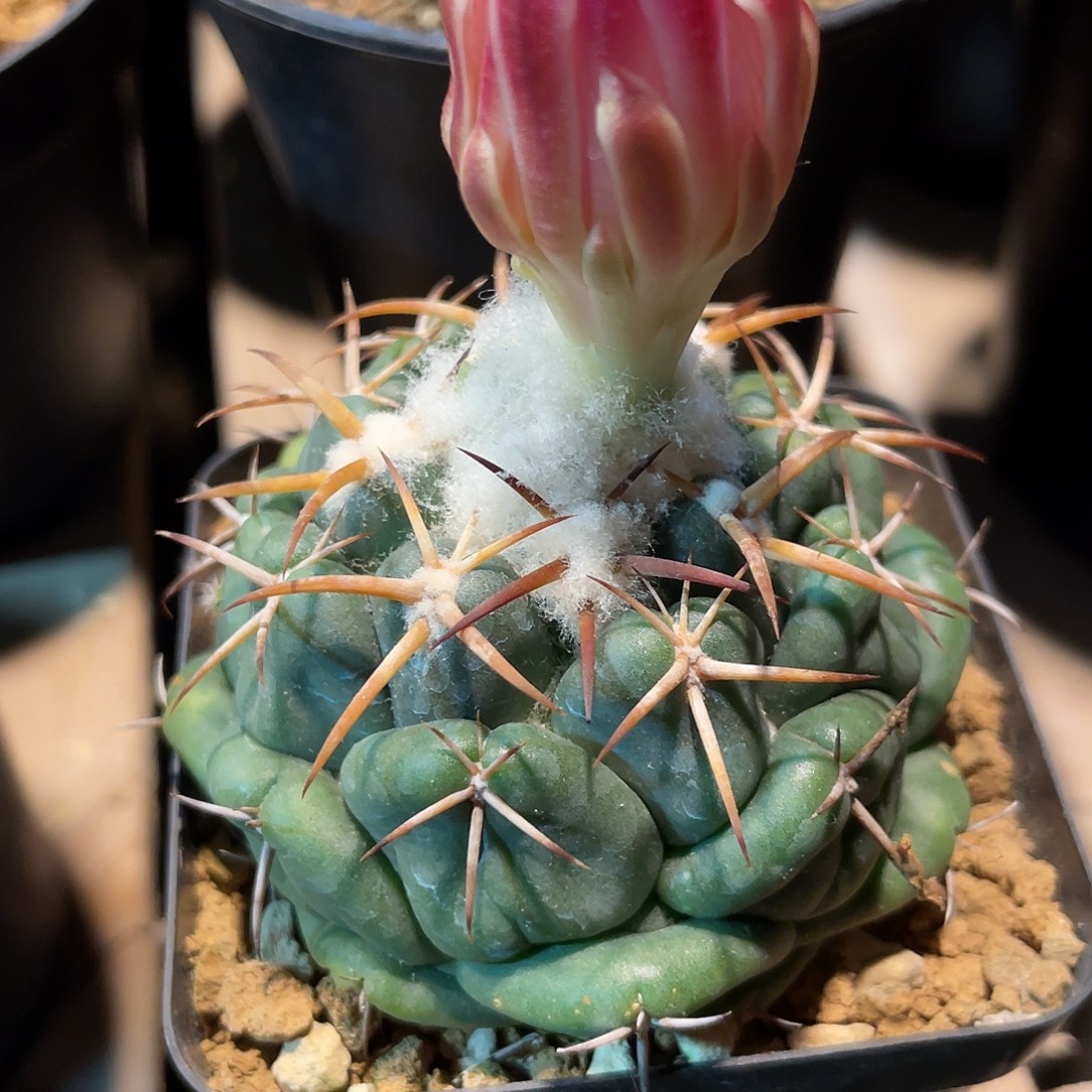 仙人球赤花象牙6.3厘米