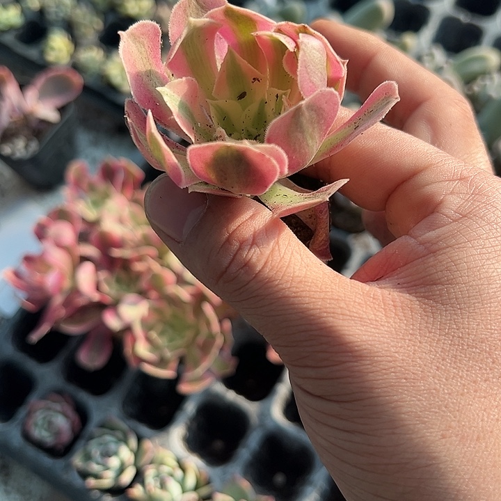 粉女巫 满10颗包邮