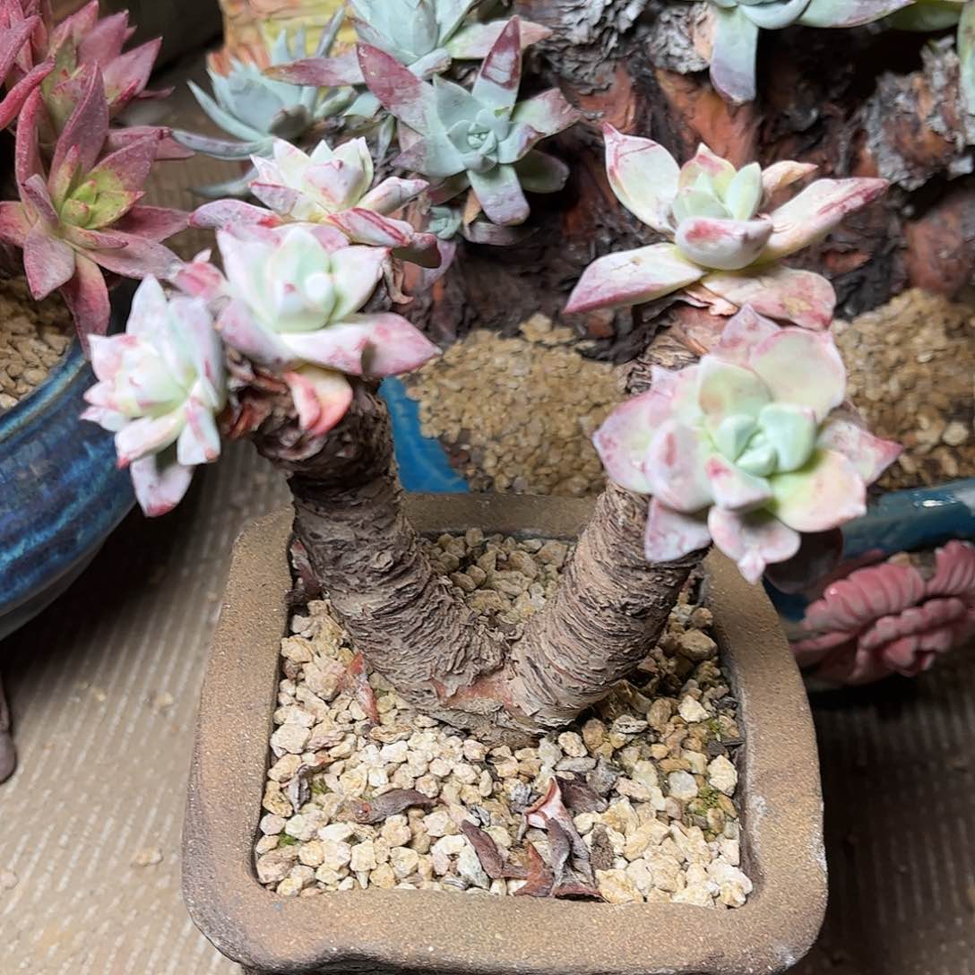 2632法瑞仙女杯多肉