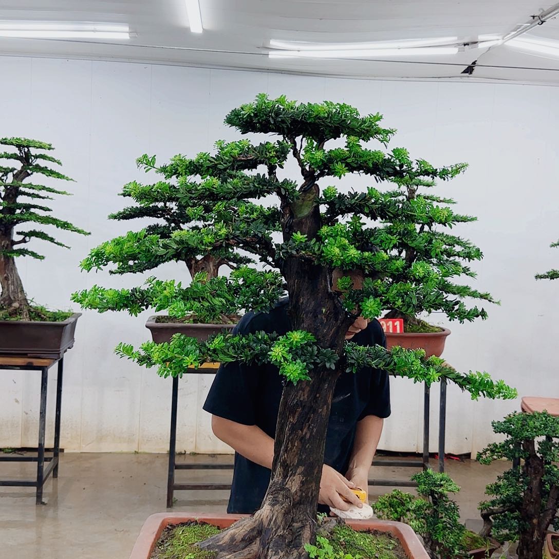 执***…无花朵盆景制作过程非常