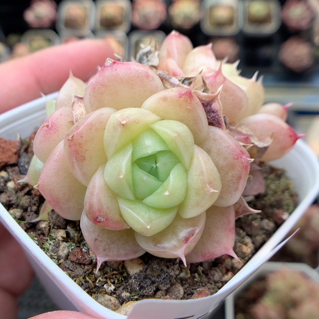 E92 ，20包邮两天凑单偏远不发货