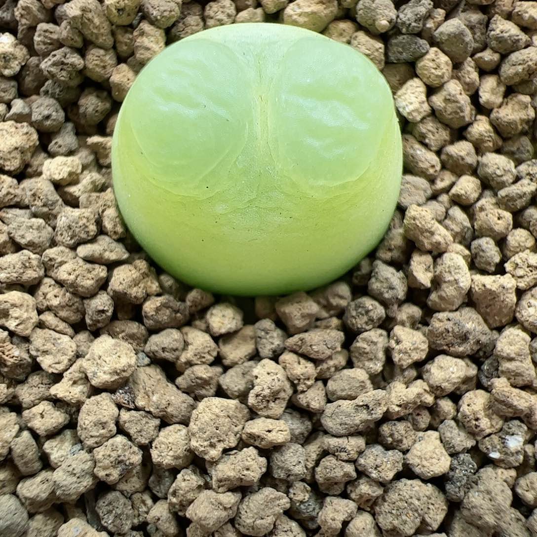 【闪购商品】101 脱土