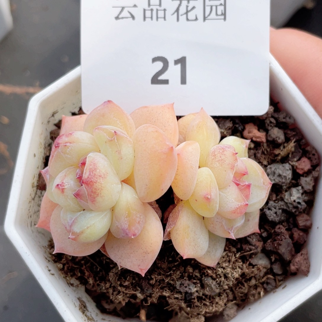 21号糖心冰心珍妮