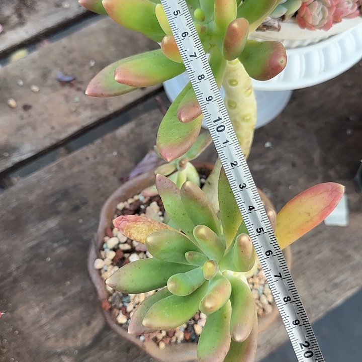 快***鞋金蝉315 多肉植物一物一拍