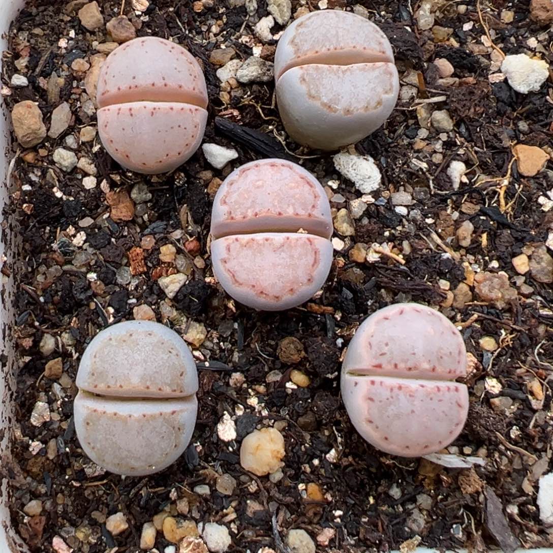 1.22好看的多肉213