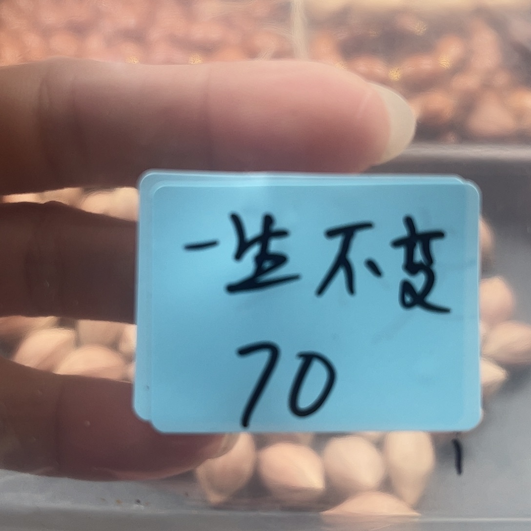 吊坠龙脊菩提?***变