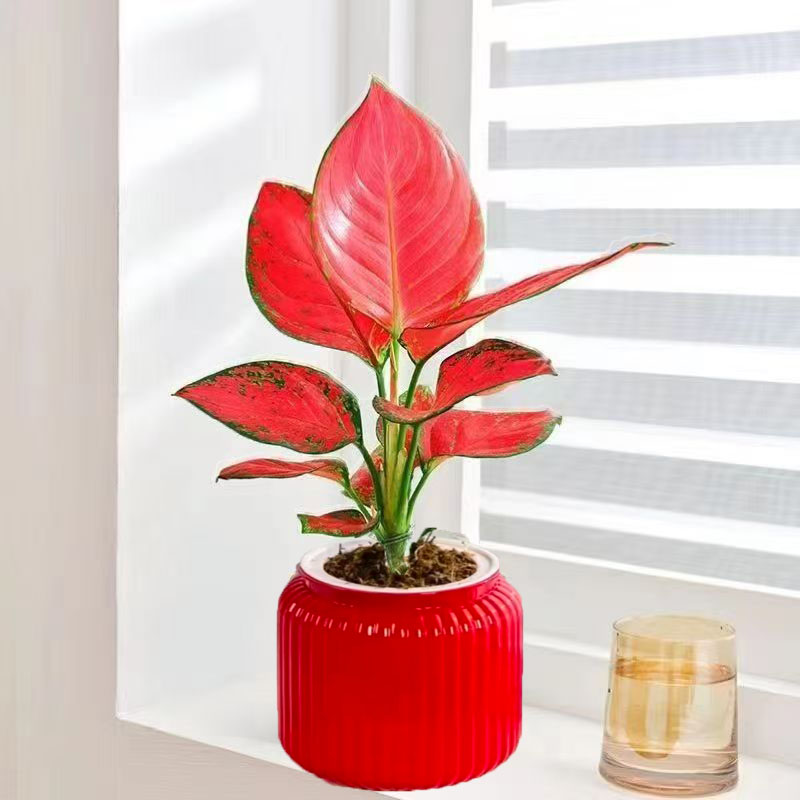 盆栽吉利红绿如意万年红谁呢盆栽绿植四季长红好养